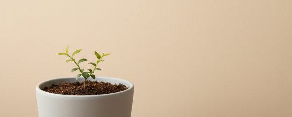 Саженцы голубики